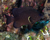 Whitetail damselfish