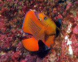 Clarion angelfish