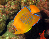 Clarion angelfish