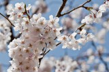 S Korea Cherry Blossom   2013 Mar