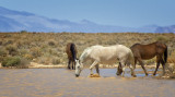 Wild Horses in the Upper Mojave Desert