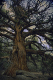 Juniper Tree in Kennedy Meadows