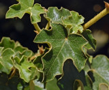 California Flannelbush