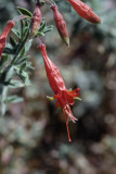 California Fuchsia