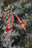 California Fuchsia