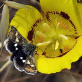 Midget Moth, Eutricopis sp
