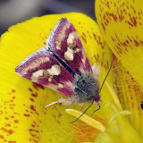 Midget Moth, Eutricopis sp