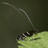 Northern Adela Moth Adela septentrionalle