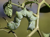 Tobacco Hornworm, Manduca sexta