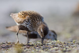 Biegus zmienny (<i>Calidris alpina</i>)