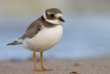 Sieweczka obrozna (<i>Charadrius hiaticula</i>)