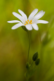 Gwiazdnica wielkokwiatowa (<i>Stellaria holostea L.</i>)