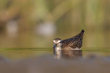 Leczak (<i>Tringa glareola</i>)