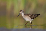 Leczak (<i>Tringa glareola</i>)