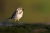 Pliszka siwa (<i>Motacilla alba</i>)