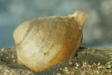 (<i>Rangia cuneata</i>)