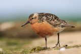 Biegus rdzawy (<i>Calidris canutus</i>)