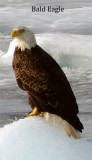 Bald Eagle tall