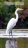 White Crane  (tall)