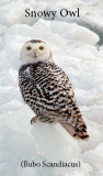 Snowy Owl