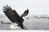 bald eagles