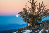 Bristlecone Moon