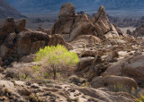 Desert Beauty