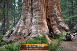 03 California Sequoia NP General Grant MRC@2009.jpg