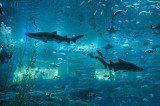 33 Dubai - Dubai Mall  Acquarium MRC@2014.jpg