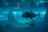 34 Dubai - Dubai Mall Acquarium MRC@2014.jpg