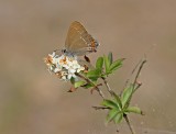 Bruine Eikenpage/ Ilex Hairstreak
