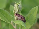 Gewone Pad / Common Toad