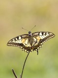 Koninginnenpage / Common Yellow Swallowtail