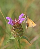 Geelsprietdikkopje / Small Skipper