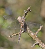 Paardenbijter / Migrant Hawker