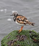 Steenloper / Ruddy Turnstone