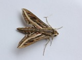 Wingerdpijlstaart / Silver-striped Hawk-moth