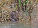 Europese Bever / European Beaver