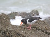Scholekster / Common Oystercatcher