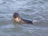 Grijze Zeehond / Grey Seal