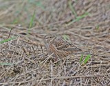 Witkopgors / Pine Bunting