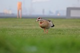 Nijlgans / Egyptian Goose