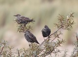 Spreeuw / Common Starling