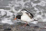 Scholekster / Common Oystercatcher