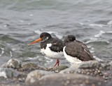 Scholekster / Common Oystercatcher