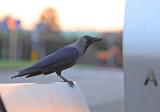 Huiskraai / House Crow