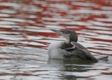 IJsduiker / Great Northern Diver