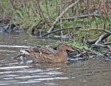 Wilde Eend / Mallard