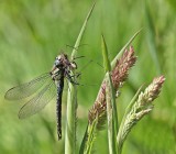 Glassnijder / Hairy Hawker, Hairy Dragonfly