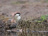 Glanskop / Marsh Tit